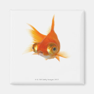 Goldfisch mit großen Augen Magnet