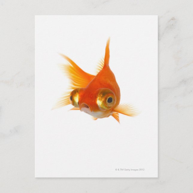 Goldfisch mit großen Augen Postkarte (Vorderseite)