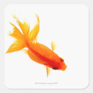 Goldfisch, obenliegende Ansicht Quadratischer Aufkleber