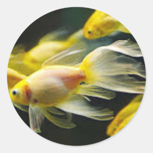 Goldfischaufkleber Runder Aufkleber
