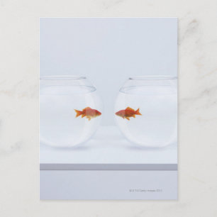Goldfische in separaten Fischschalen, die von Ange Postkarte