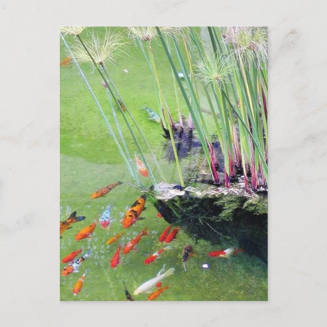 Goldfische Postkarte (Vorderseite)