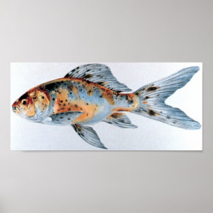 Goldfischportfolio Shubunkin Poster