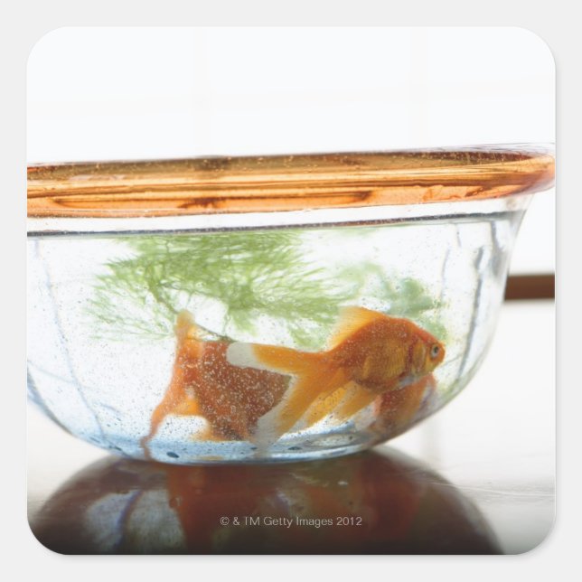 Goldfischschale Quadratischer Aufkleber (Vorderseite)