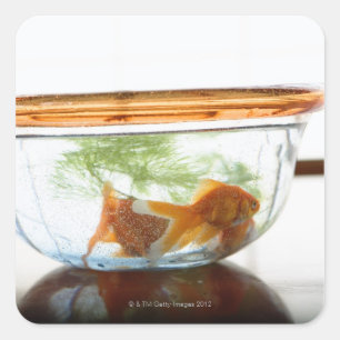 Goldfischschüssel Quadratischer Aufkleber