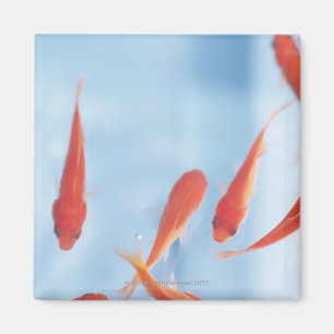 Goldfish 2 magnet
