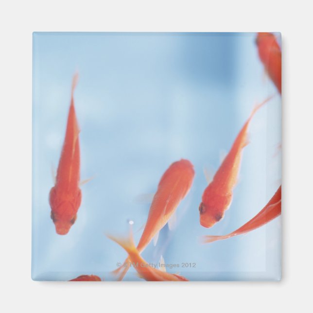 Goldfish 2 magnet (Vorne)
