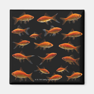 Goldfish 2 magnet