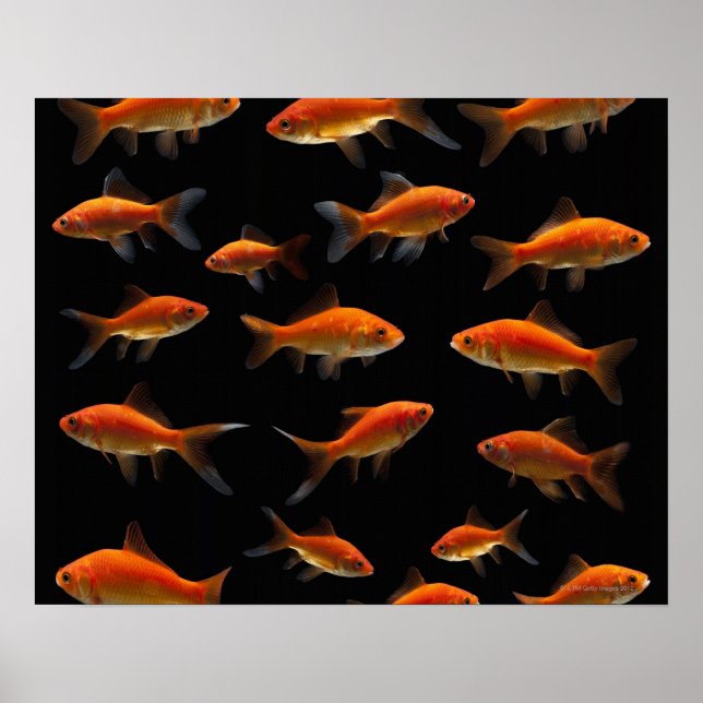 Goldfish 2 poster (Vorne)