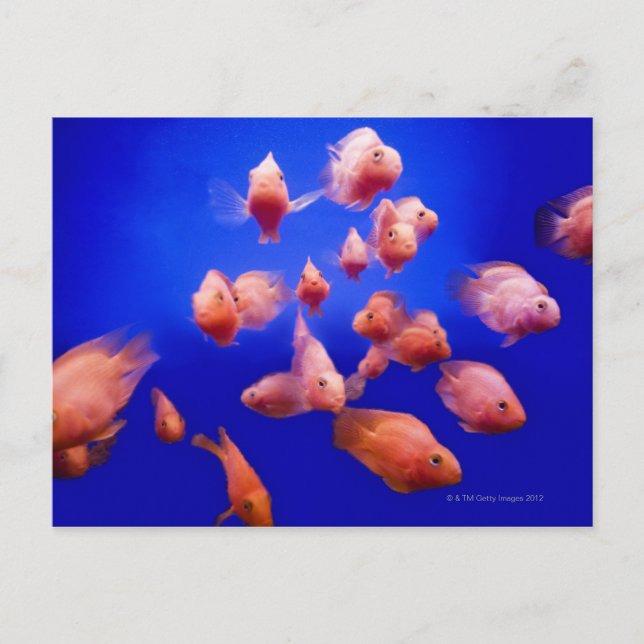 Goldfish 2 postkarte (Vorderseite)