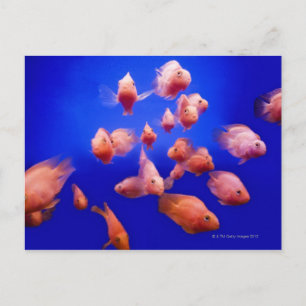 Goldfish 2 postkarte