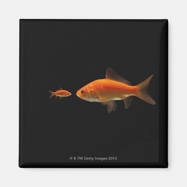 Goldfish 4 magnet (Vorne)
