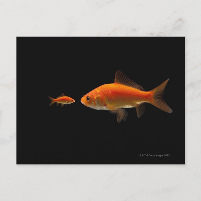 Goldfish 4 postkarte (Vorderseite)