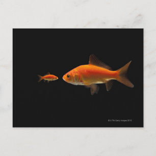 Goldfish 4 postkarte