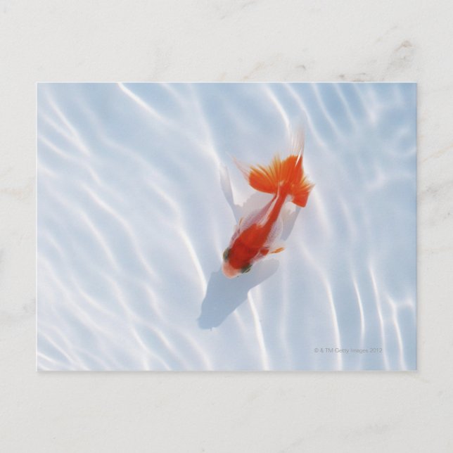 Goldfish 5 postkarte (Vorderseite)