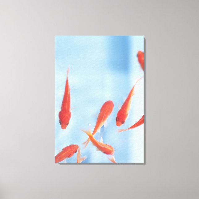 Goldfish 6 leinwanddruck (Vorderseite)