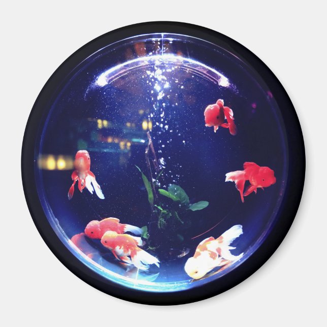 Goldfish-Aquarium-Magnet Magnet (Vorne)