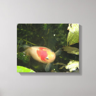 Goldfish Canvas Print Leinwanddruck