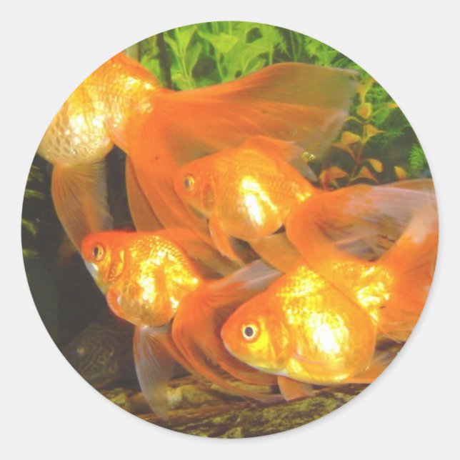 Goldfish Galore Runder Aufkleber (Vorderseite)
