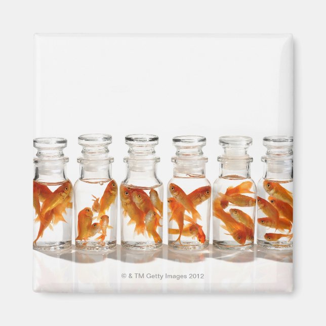 Goldfish Magnet (Vorne)