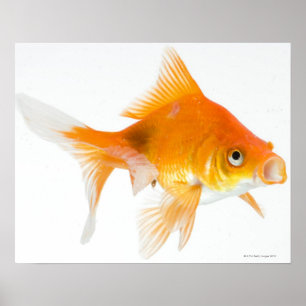 Goldfish mit weißem Hintergrund Poster