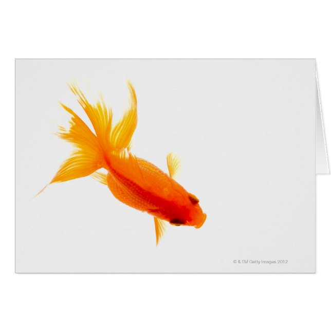 Goldfish, Overhead-Ansicht (Vorderseite (Horizontal))