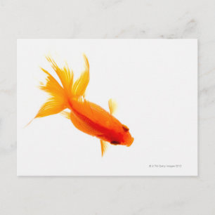 Goldfish, Overhead-Ansicht Postkarte