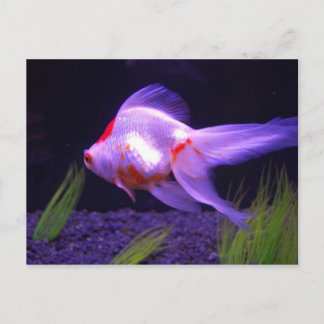 Goldfish Postkarte