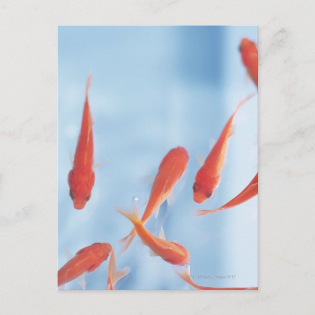 Goldfish Postkarte (Vorderseite)