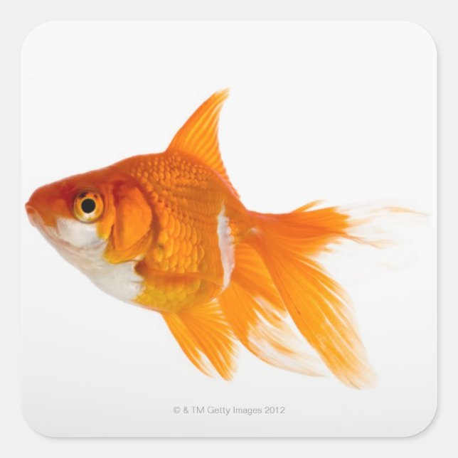 Goldfish, Seitenansicht Quadratischer Aufkleber (Vorderseite)