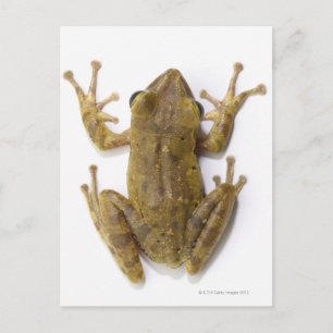 Goldfrösche Postkarte