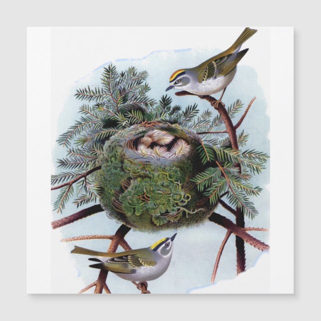 Goldgekrönte Königchen Magnetkarte (Vorderseite)