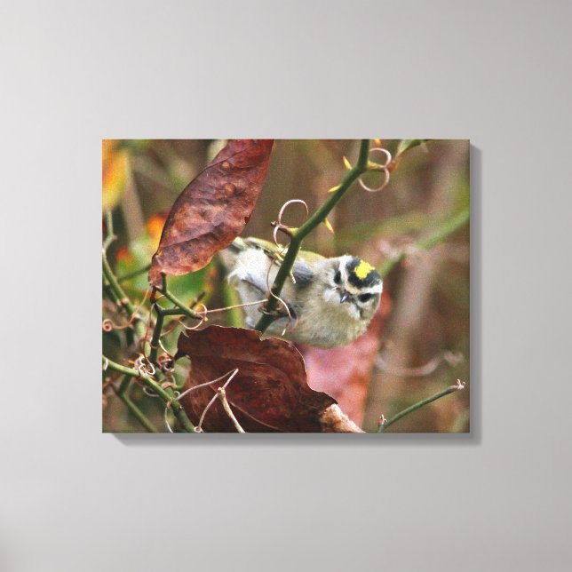 Goldgekröntes Königchen Leinwanddruck (Vorderseite)