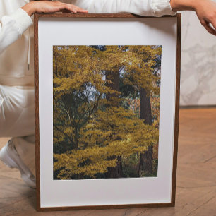 Goldgelbe Japanische Ahornblätter Botanisch Fotodruck