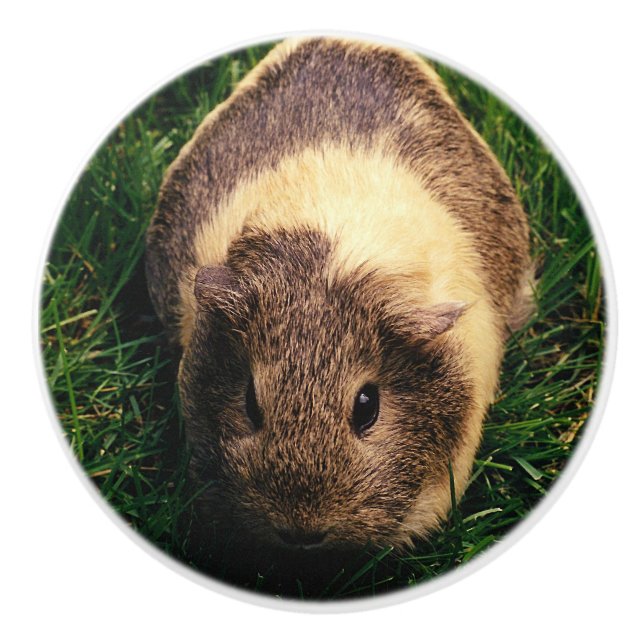 Goldhasen-Meerschweinchen im Gras Keramikknauf (Vorderseite)