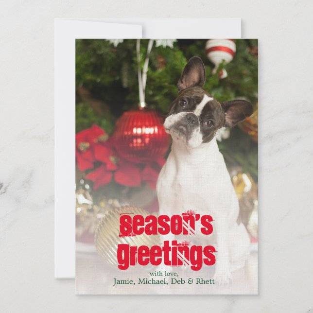 Goldhund-Kippkopf (Vorderseite)