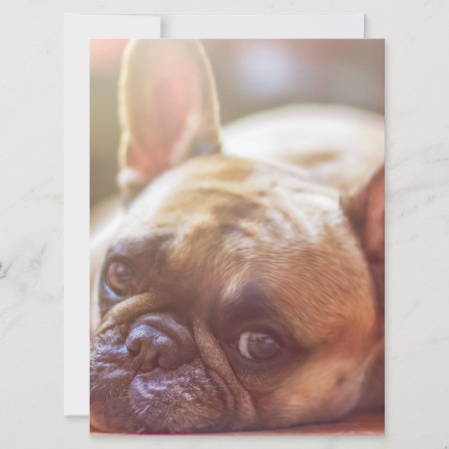 Goldhunde Einladung (Vorderseite)