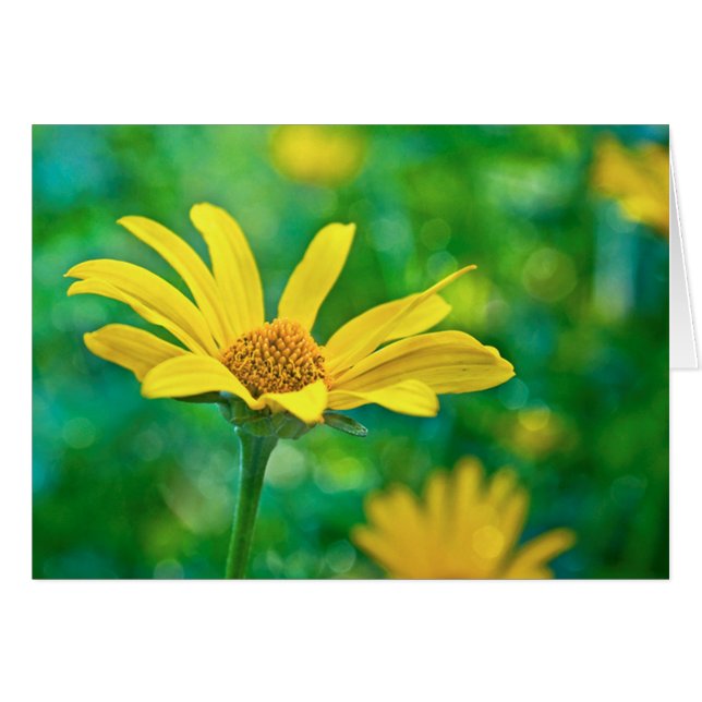 Goldie (Devant Horizontal)