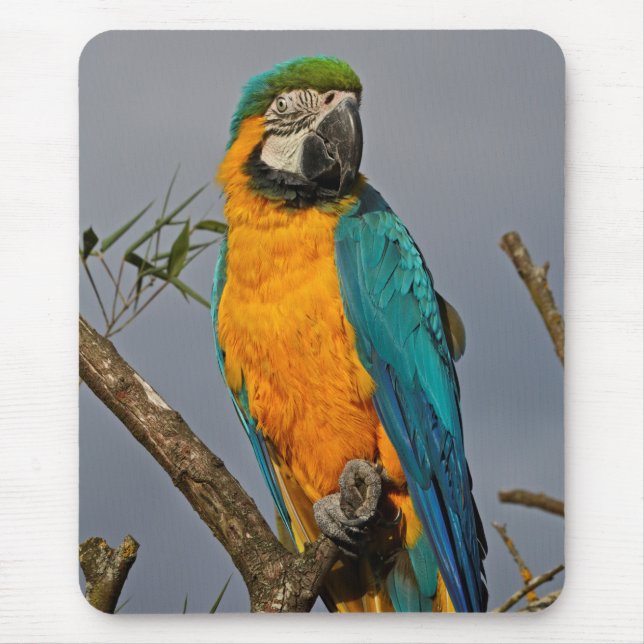 Goldie Blue Mauspad (Vorne)