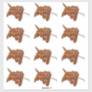Goldie Doodle individuell geschnittene Aufkleber