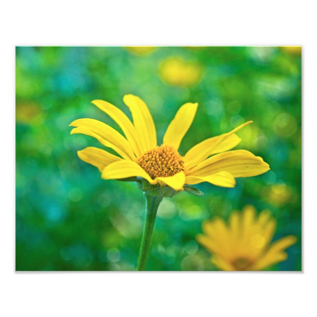 Goldie Fotodruck (Vorne)