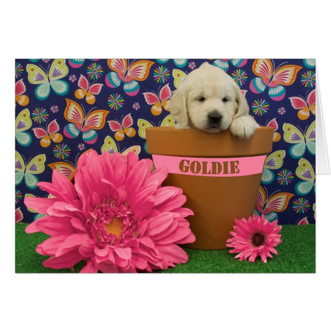 Goldie, photo de la semaine 5 (Devant horizontal)