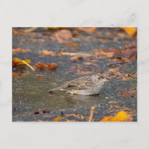 Goldkronenammer Postkarte