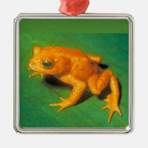 Goldkröten-Schmuck Silbernes Ornament