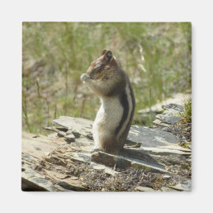 Goldmantel-Ziesel am Gletscher I Magnet
