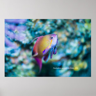 Goldmedaille, farbiger niedlicher Fisch Poster