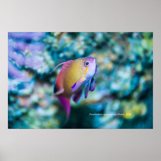 Goldmedaille, farbiger niedlicher Fisch Poster (Vorne)