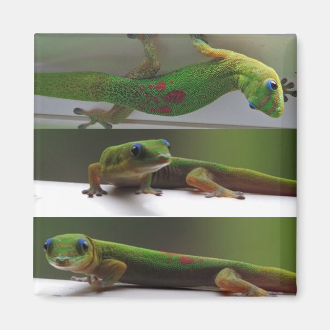 Goldstaub Gecko Magnet (Vorne)