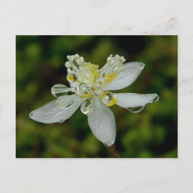 Goldthread Blossom auf der Insel Unalaska Postkarte (Vorderseite)