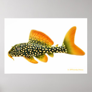 Goldy Pleco Fish Print Poster